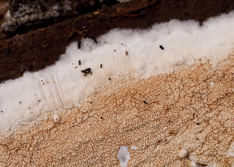 Ceraceomyces serpens